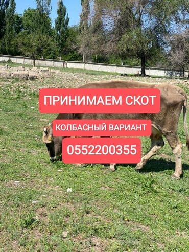 индук ош сатылат: Сатып алам | Уйлар, букалар, Жылкылар, аттар, Башка а/ч жаныбарлары | Күнү-түнү, Бардык шартта, Союлган — 1
