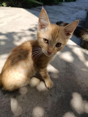 Животные: Отдадим в добрые руки рыжего очаровательного котенка🤗 Ласковый — 1
