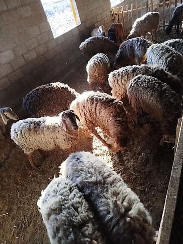 продаю овца: Продаю | Овца (самка) | Для разведения | Матка — 3