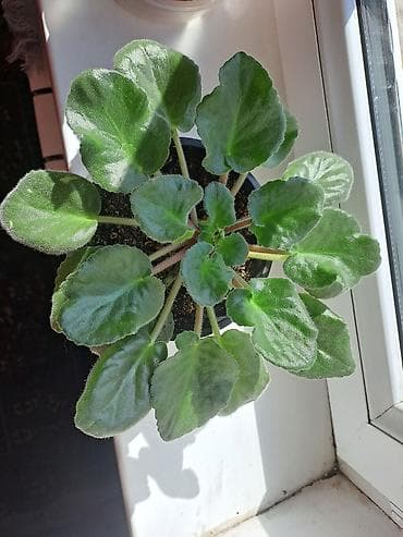 цветы красивые разное: Продаётся сортовые фиалки Идеальны для домашней коллекции — 1