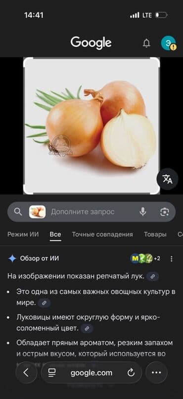 хлопковое масло: Лук Оптом — 1