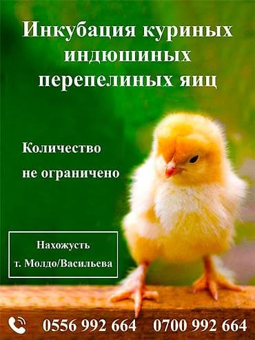 Инкубирую куриные и индюшиные яйца. Высокотехнологичное оборудование