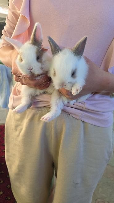 пушистая сиамская кошка: Кролики-декоративные, молодые. Разнообразные окрасы: белые с — 1