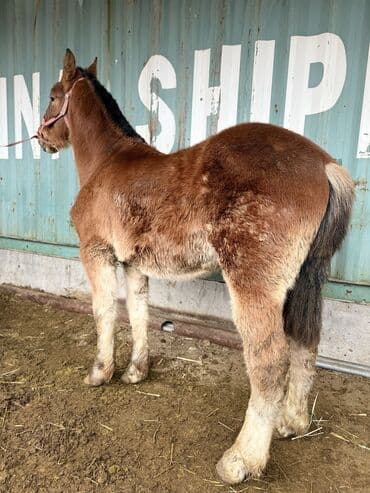 щенки дратхаара: Продаю | Жеребенок | Рабочий — 8