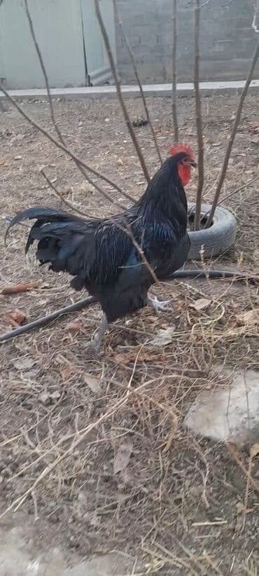 купить калифорнийского червя: Продаю | Петух | Для разведения — 2