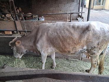 тайлар сатылат: Продаю | Корова (самка) | Для молока | Привязанные — 1