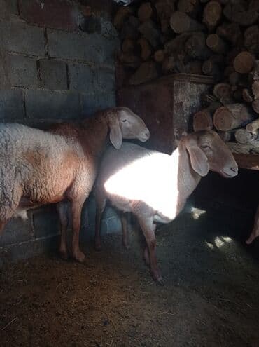 сельскохозяйственные животные продажа: Продаю | Баран (самец) | Арашан | Для разведения — 3