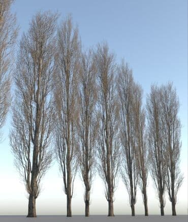 Терек алабыз