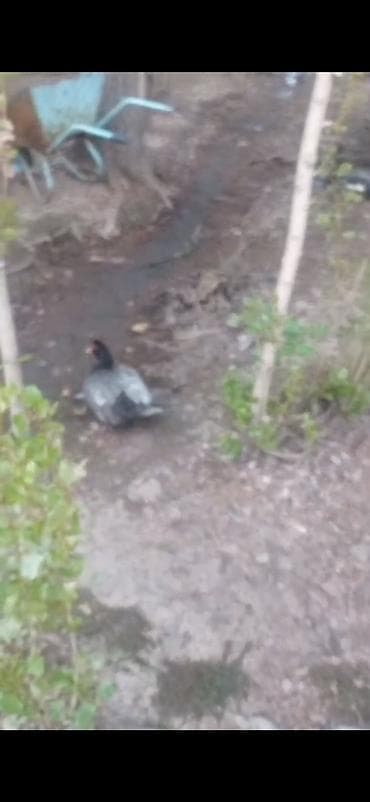 индо: Продаю инкубационное яйцо индоуток тяжёлой линии — 3