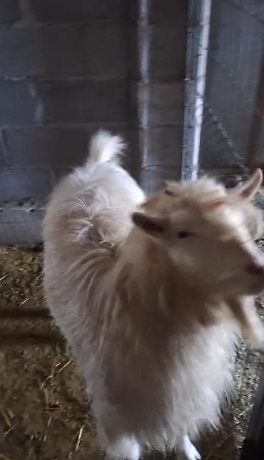 собака породы йоркширский терьер: Продаю | Козёл (самец) | Для разведения | Племенные — 2