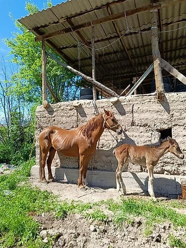 козу сатылат бишкек: Сатам | Бээ (ургаачы) | Аргын | Көбөйтүү үчүн | Асыл тукумдуу — 9
