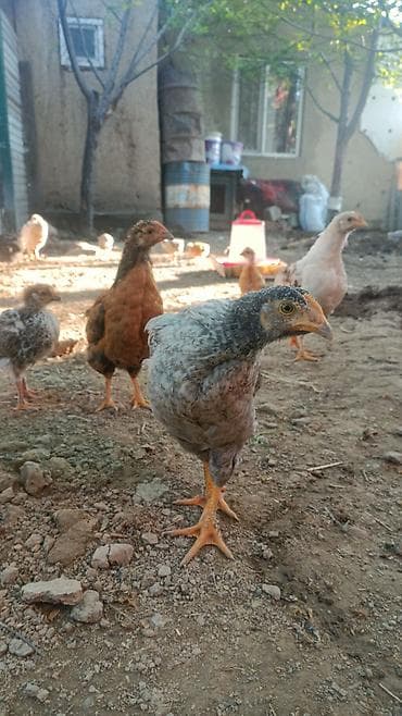 кролик домашний: Продаю | Цыплята | Для разведения — 2