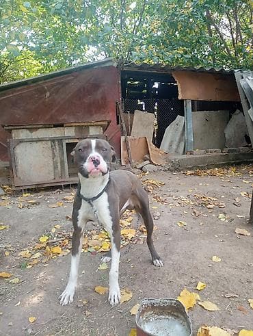 собака чау чау цена: Американский питбультерьер (кобель) - Окрас: шоколадно-коричневый с — 1