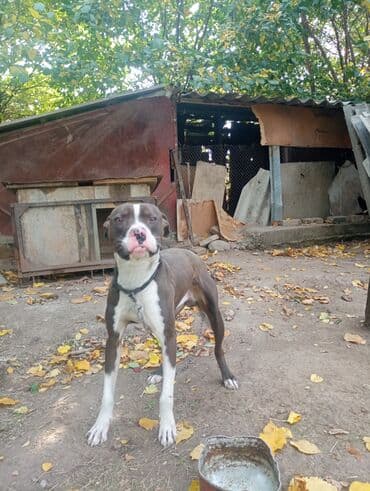 Питбуль, 1 год, Самец, С прививкой at lalafo.kg Питбуль, 1 год, Самец, С прививкой