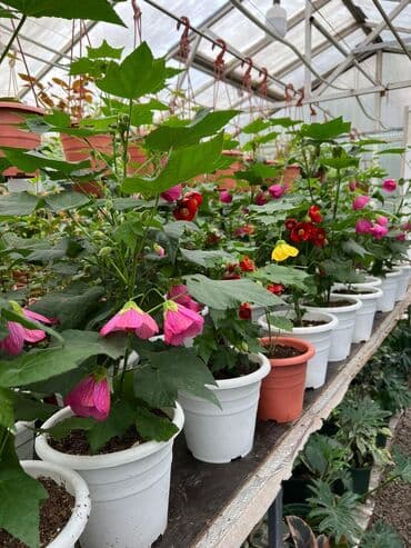 багеты бишкек: Абутулионы — 5