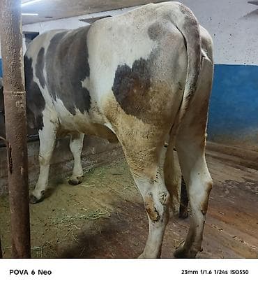 вака купить: Продаю | Корова (самка) | На забой | Племенные — 4