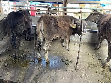 козу меренос: Продаю | Корова (самка), Тёлка, Музоо, торпок | На откорм | Привязанные — 2