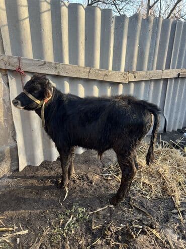 шароле бык: Продаю | Бык (самец), Музоо, торпок — 1