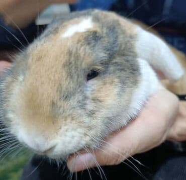 кошка рэгдолл цена: Продаю | Кролик самец — 3