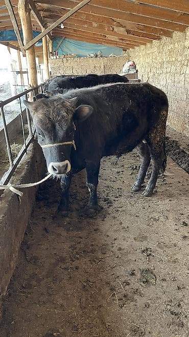 девушки талас: Продаю | Бык (самец) | На откорм, Для разведения — 2