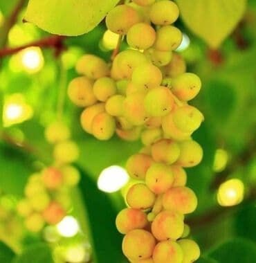 где купить саженцы гортензии в бишкеке: Көчөттөр гүлдүн: Өзү алып кетүү — 4