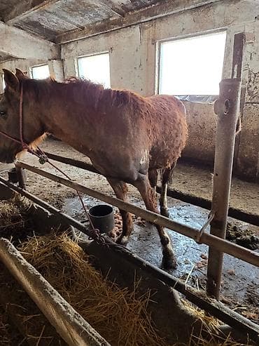 С/х животные и товары: Продаю | Жеребец | На забой, Для разведения, Рабочий | Осеменитель — 9