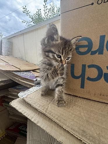 отдам даром котенка бишкек: Кошка даром: Беспородная, 1 месяц, Мальчик — 6