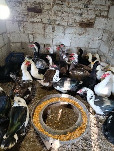 дом попугая: Селезни большие — 8