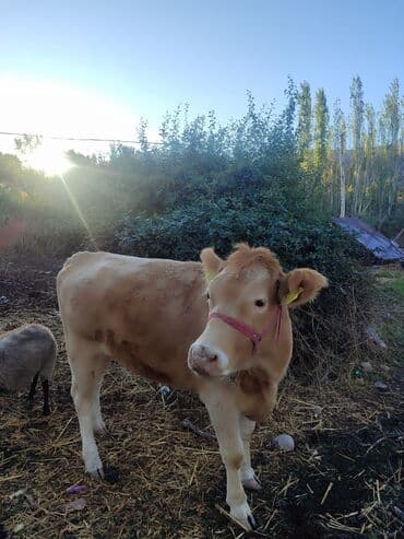 продажа щенков немецкой овчарки с документами в бишкеке: Продаю | Тёлка | Для разведения | Племенные — 2