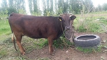 овчарка собака: Продаю | Бык (самец) | На откорм | Привязанные — 3