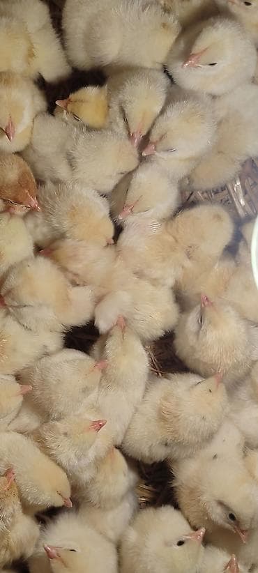 Животные: Продаю | Цыплята | Леггорн | Несушки — 2