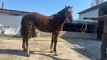 корова тёлка: Байтал беш кашка рост 1.48 только звонить — 2