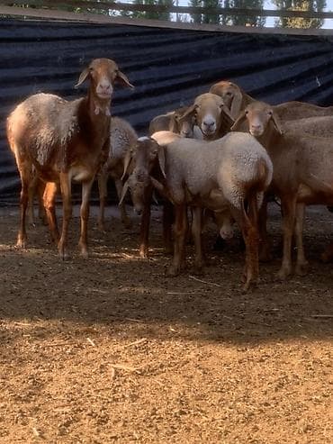 сиамская кошка даром: Ассаламу алейкум, Уважаемый жаамат На продажу:отара овец💯 — 1