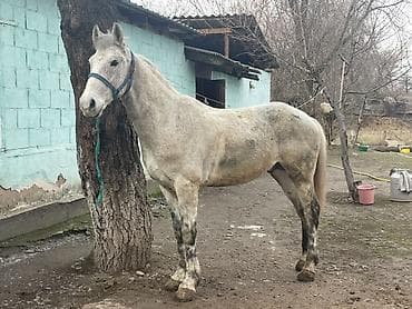 телята продажа: Продаю | Жеребец | Полукровка | Для разведения, Конный спорт — 8