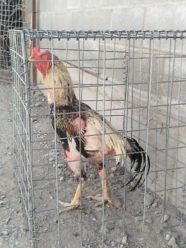 гаражи токмок: Дакан короз сатылат активный алмашу жолдору бар жемге жугоруго — 4