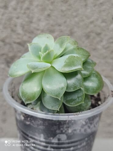 Декор и интерьер: Хлорофитумы. распродажа Хлорофитум - можно по праву назвать — 16