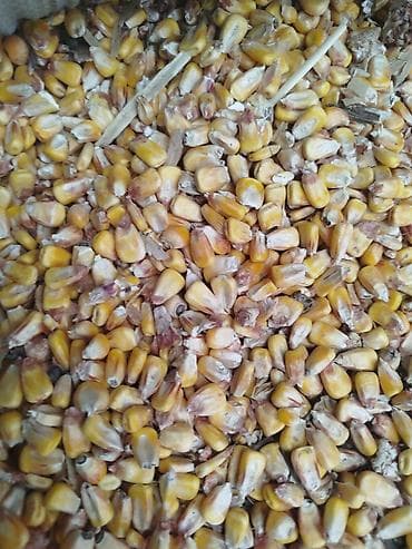 корм животным: 3 тонна журогу сатылат сорт Маямикургак дареги Карабалтада — 2