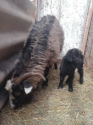 Продаю | Коза (самка) | Для разведения at lalafo.kg Продаю | Коза (самка) | Для разведения