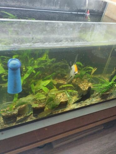 малек форели: Гуппи 35с меченосцы от 50 с анцитрусы мальчики взрослые по 300с — 11