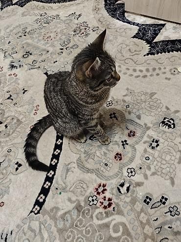 Мышыктар сатылат: Милый домашний котёнок классического тигрового окраса (табби) — 3