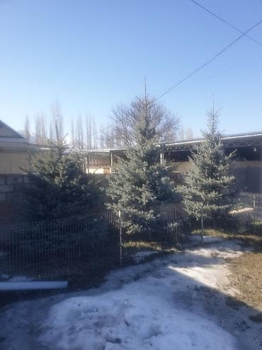 реальному: Саженцы деревьев: Ели, Самовывоз — 3