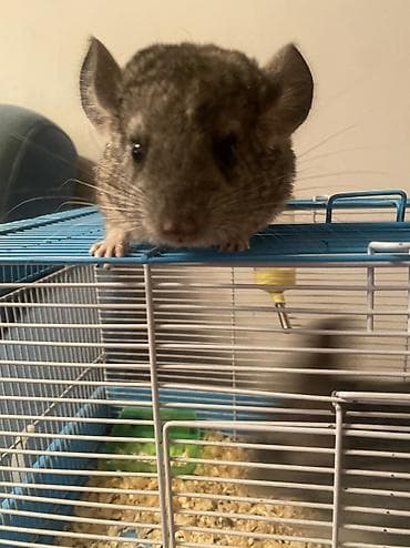 Аквариумы: ГОТОВЫ К БРОНИРОВАНИЮ 3 ШИНШИЛЛЫ 2 мальчика1 девочка Дата рождения — 5