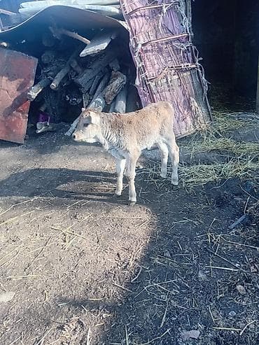 ак торпок: Сатам | Музоо | Аргын | Бордоп семиртүү үчүн — 7