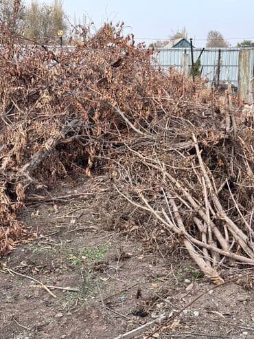 Дрова Самовывоз