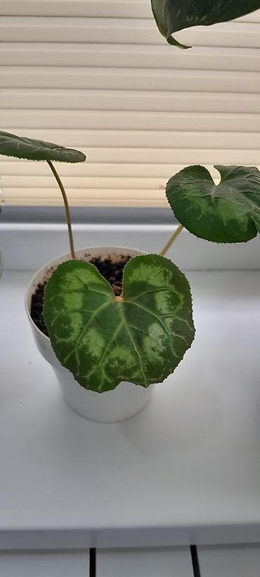 цикламен оптом: Комнатное растение — цикламен (Cyclamen persicum), горшечный — 1