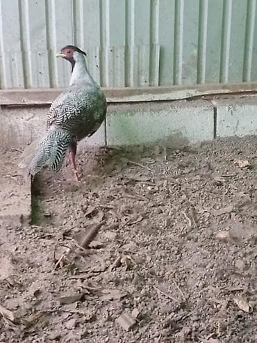 animal pack: Продам молодых серебряных фазанов — 2