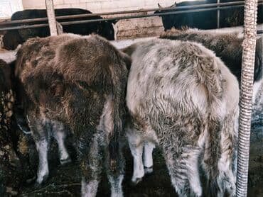 продам бу оборудование для птицефабрики: Продаю | Бык (самец) | Швицкая, Симментальская, Аулиекольская | На откорм — 16