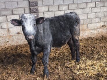 сазан живой: Продаю | Бык (самец), Тёлка | Швицкая, Бельгийская, Монбельярд | На откорм, Для разведения, Для молока | Племенные, Искусственник — 1