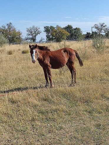домик для котенка: Сатам | Жылкы (эркек) — 4