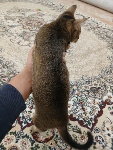 котенок в добрые руки: Котенок домашний, короткошёрстный, тигрового окраса. Описание: - Пол — 3